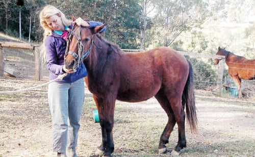 Jude Taylor with brumby filly Kamarla, who will now stand while the bridle is put on. Jude Taylor with brumby filly Kamarla, who will now stand while the bridle is put on.
